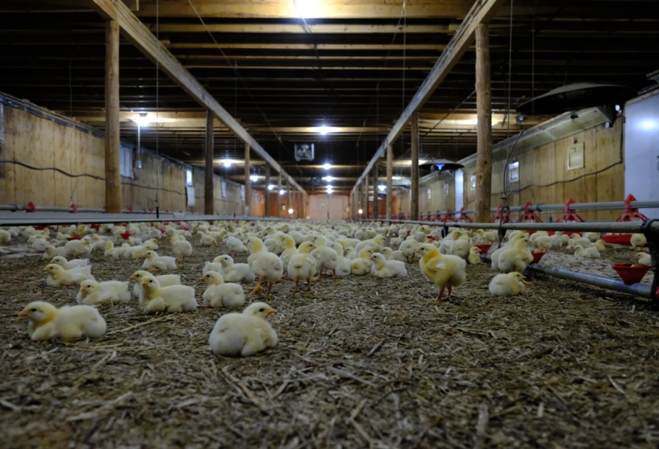 Poussins dans un bâtiment avicole