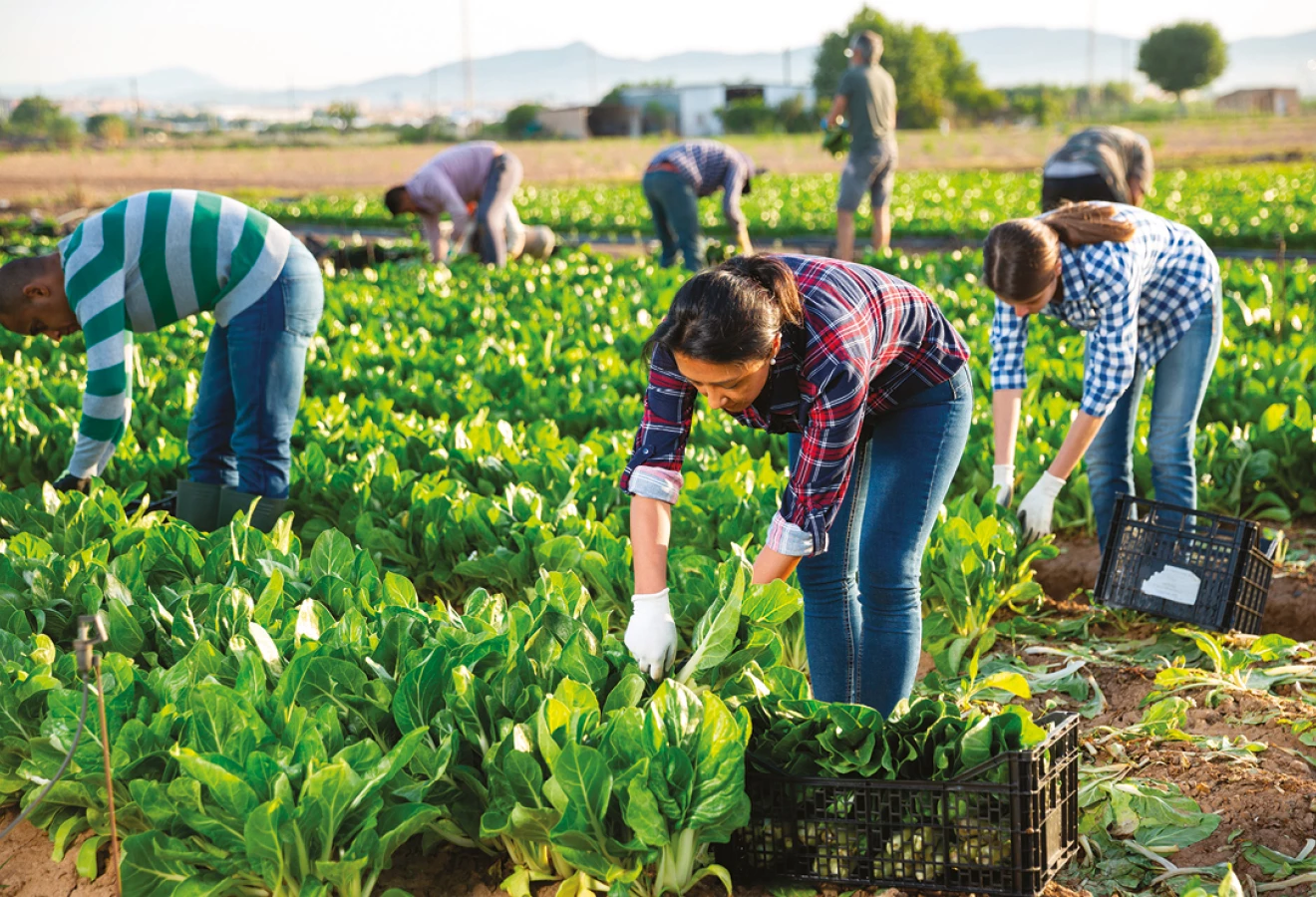 Des travailleurs travaillent dans un champ