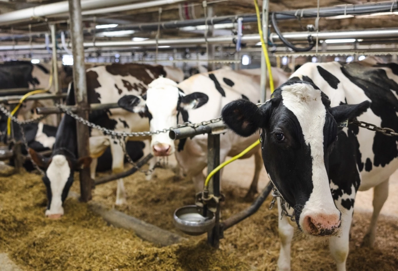 Vaches Holstein