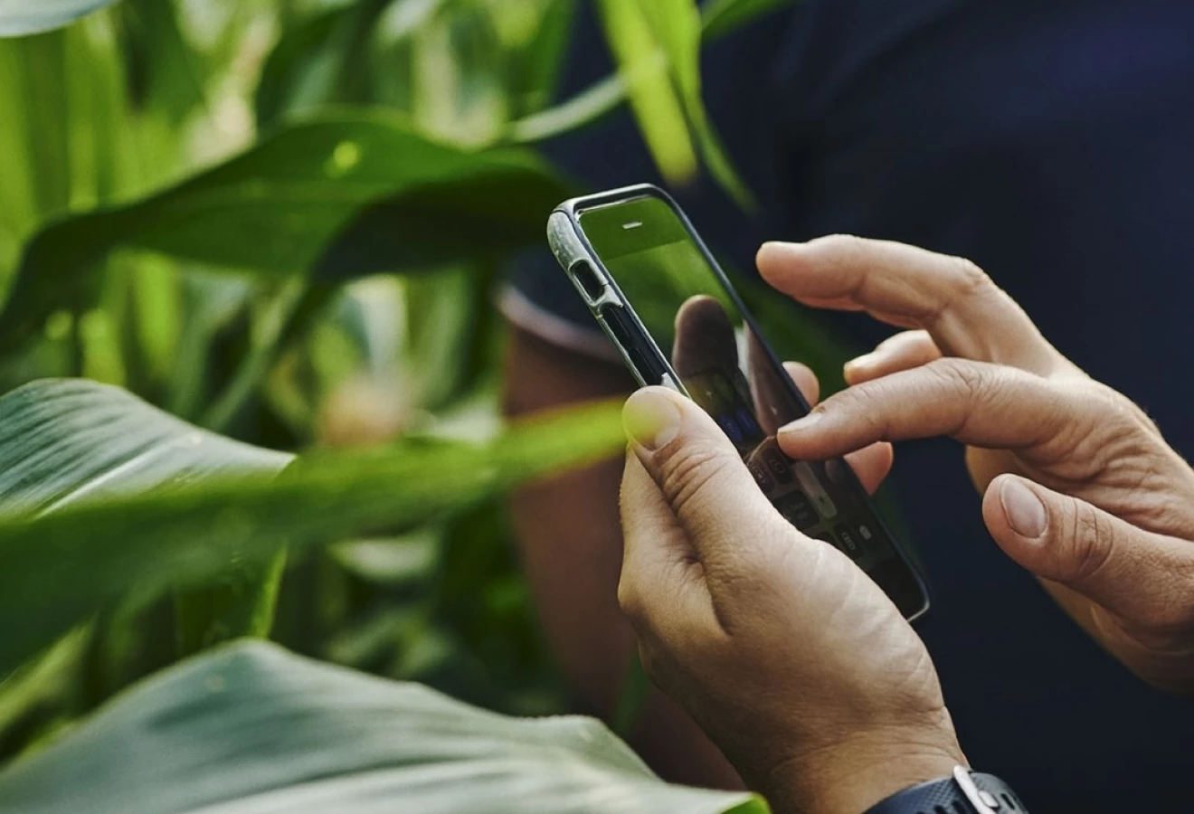 Personne sur son téléphone devant des plans de seigle