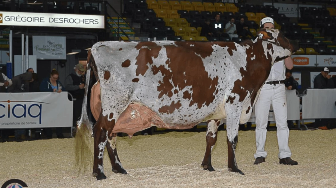 Margot Patagoni, Grande Championne Ayrshire et Réserve Championne Suprême
