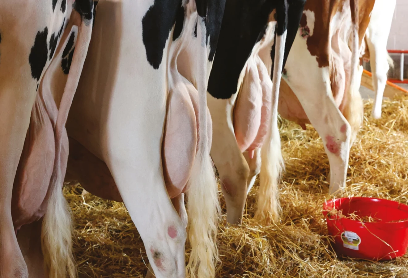 Vaches Holstein vue de derrière