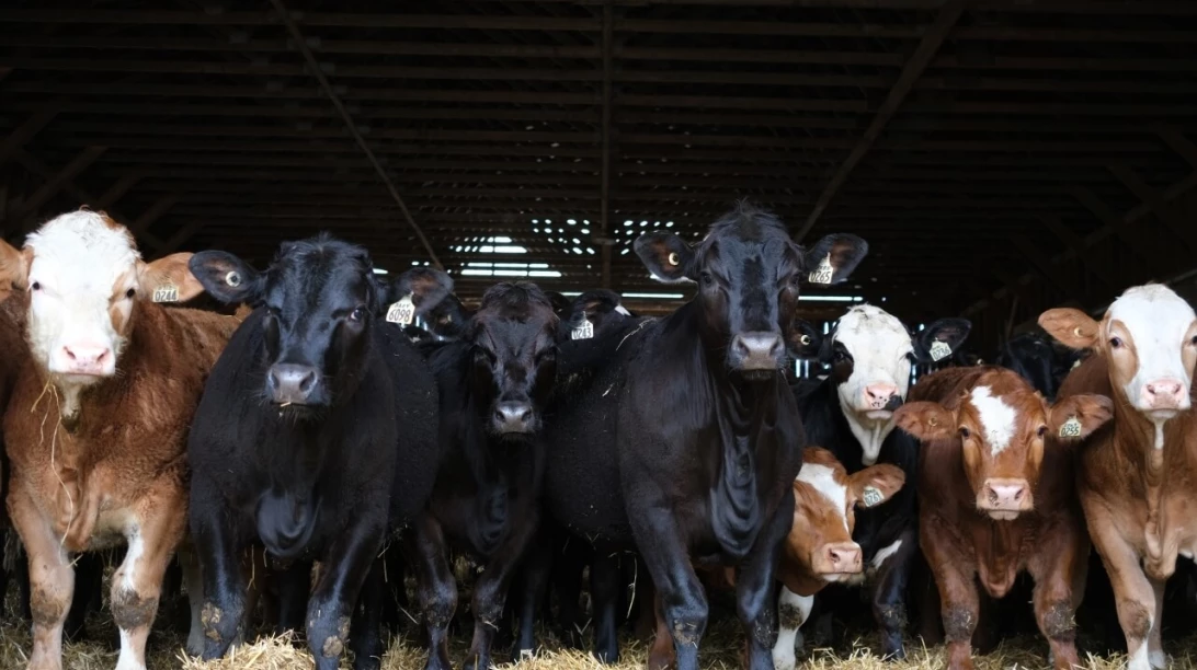 Bovins de boucherie qui observent le photographe