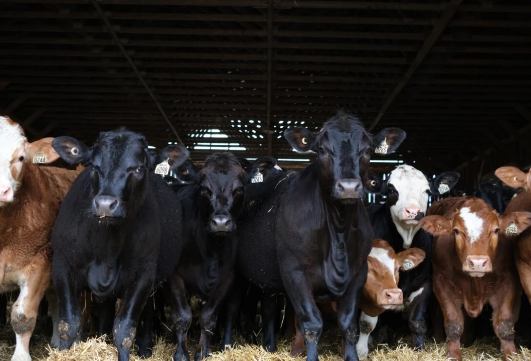 Bovins de boucherie qui observent le photographe
