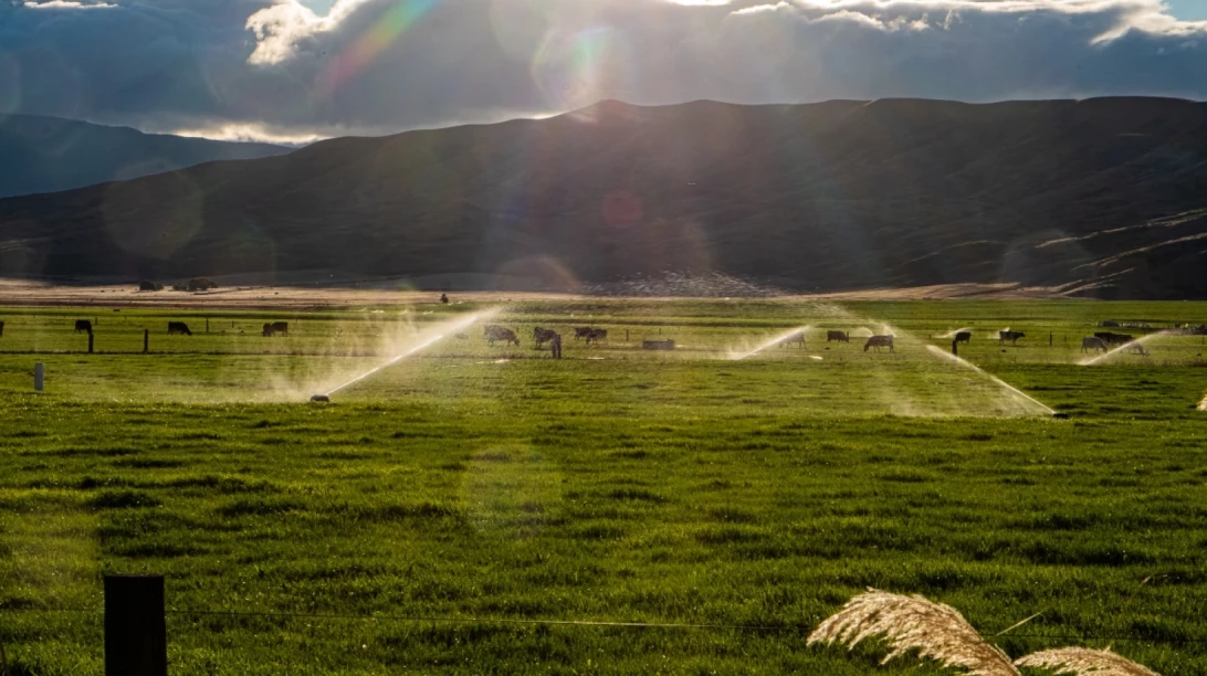 Vaches au pâturage en Nouvelle-Zélande