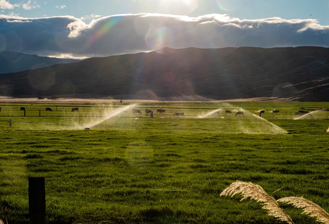 Vaches au pâturage en Nouvelle-Zélande