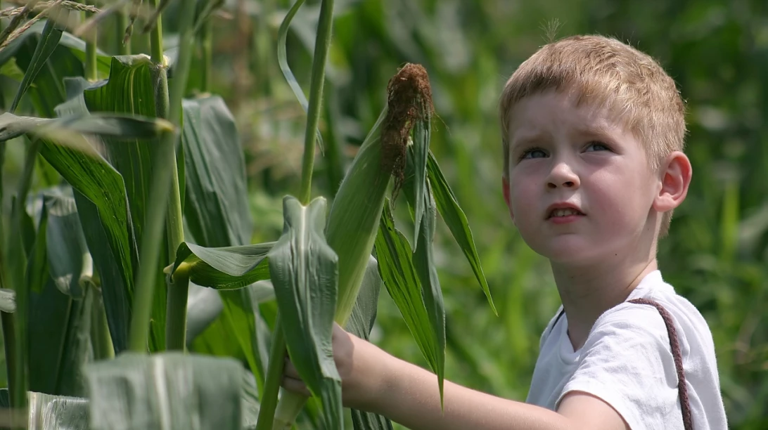 Enfant dans un champ de maïs