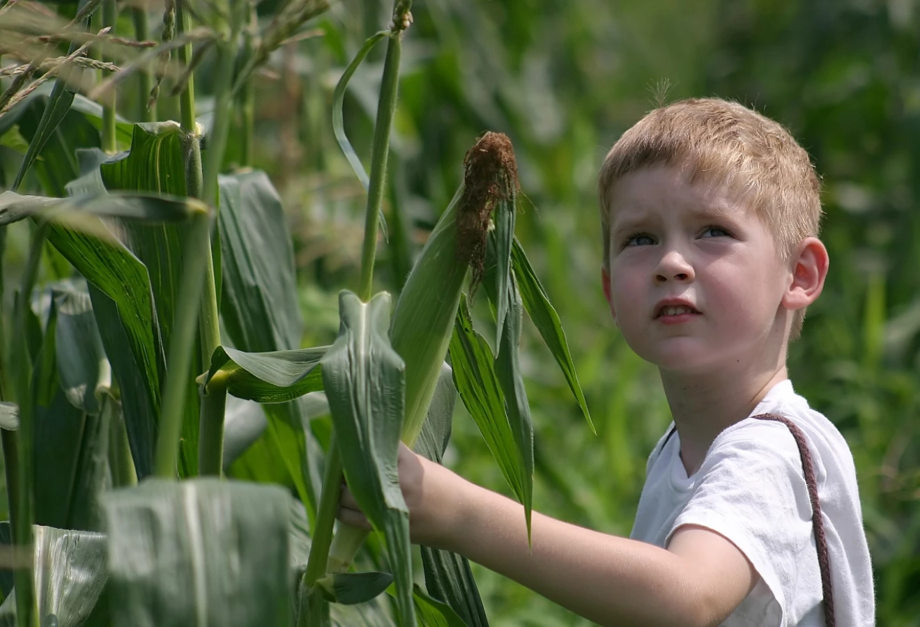 Enfant dans un champ de maïs