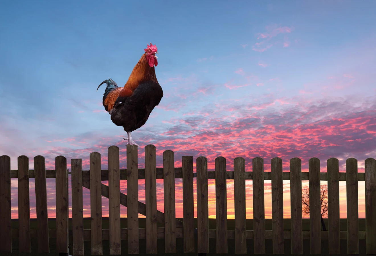 Un coq trouble le voisinage en zone agricole