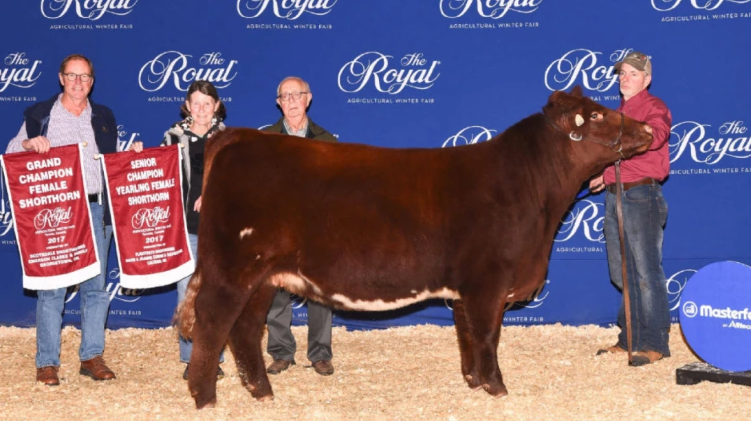 La ferme Shadybrook Shorthorns gagne à la RAWF
