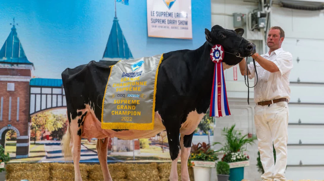 Jacobs Avalanche Bradly, EX 94, propriété de la Ferme Jacobs de Cap Santé