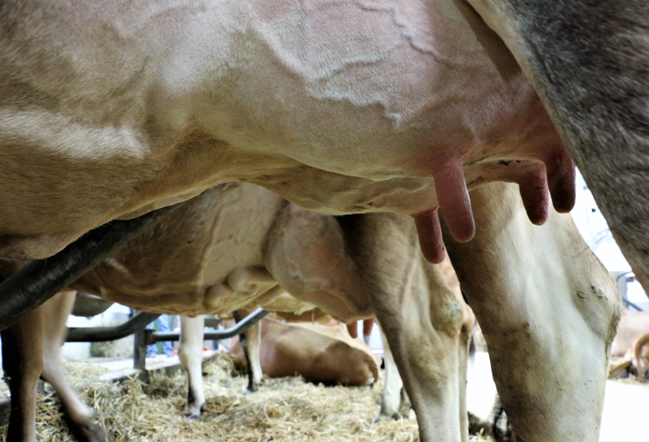 Pis d'une vache laitière