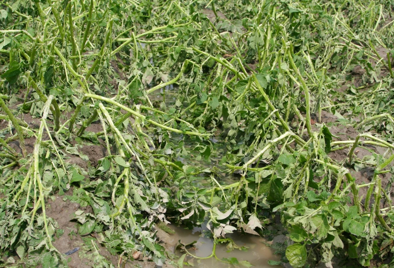 Plantes fanées par les inondations