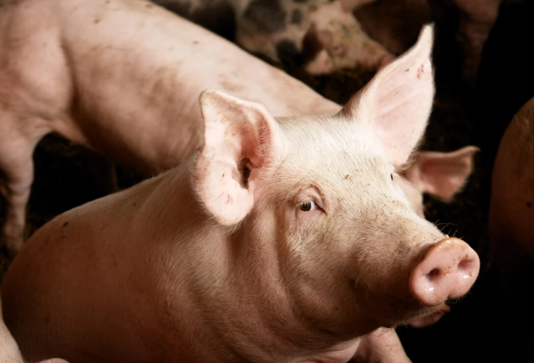Porc qui regarde la caméra
