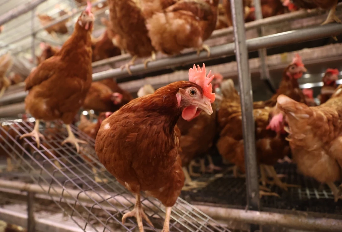 Poules pondeuses