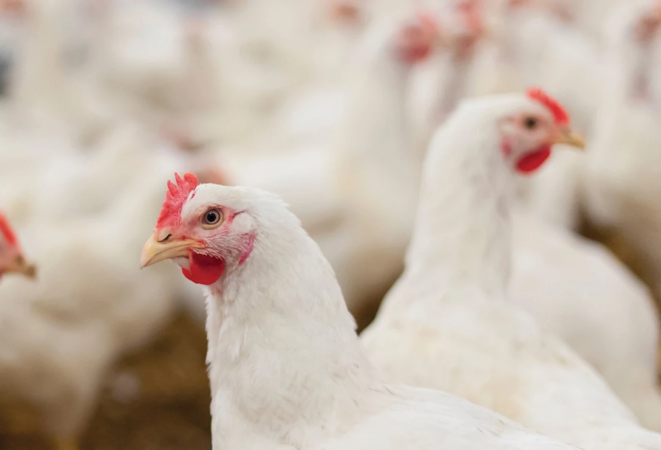Poules blanches