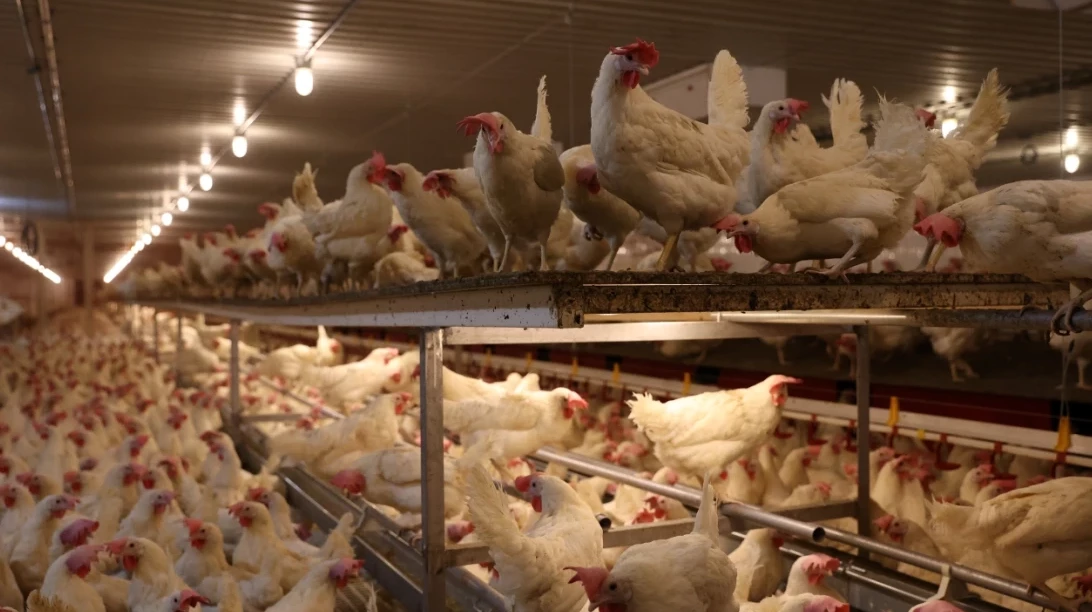 Poules pondeuses