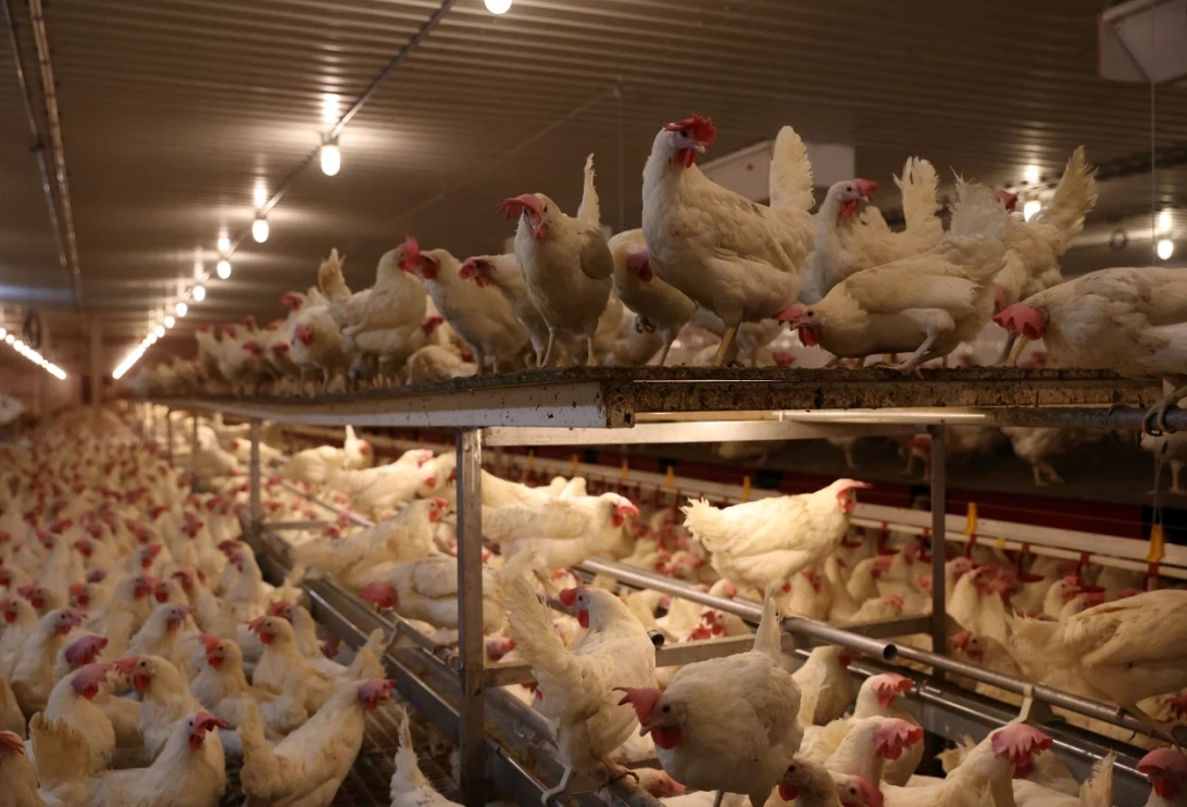 Poules pondeuses