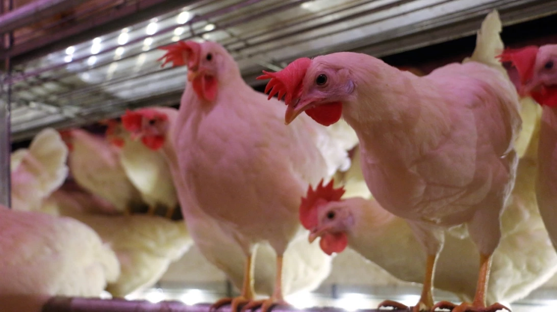 Poules pondeuses