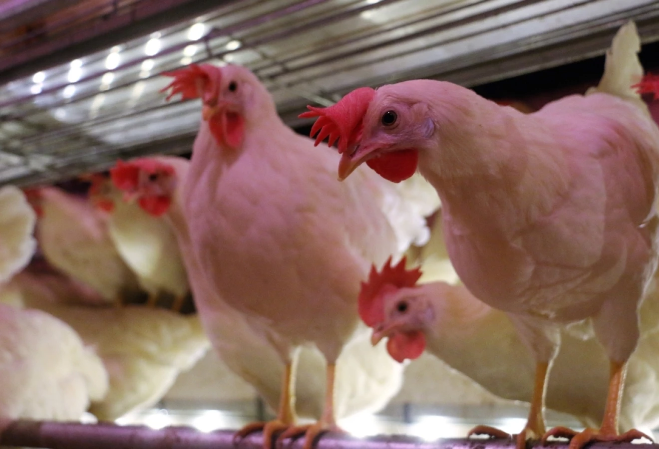 Poules pondeuses