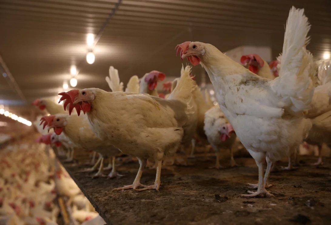 Poules pondeuses