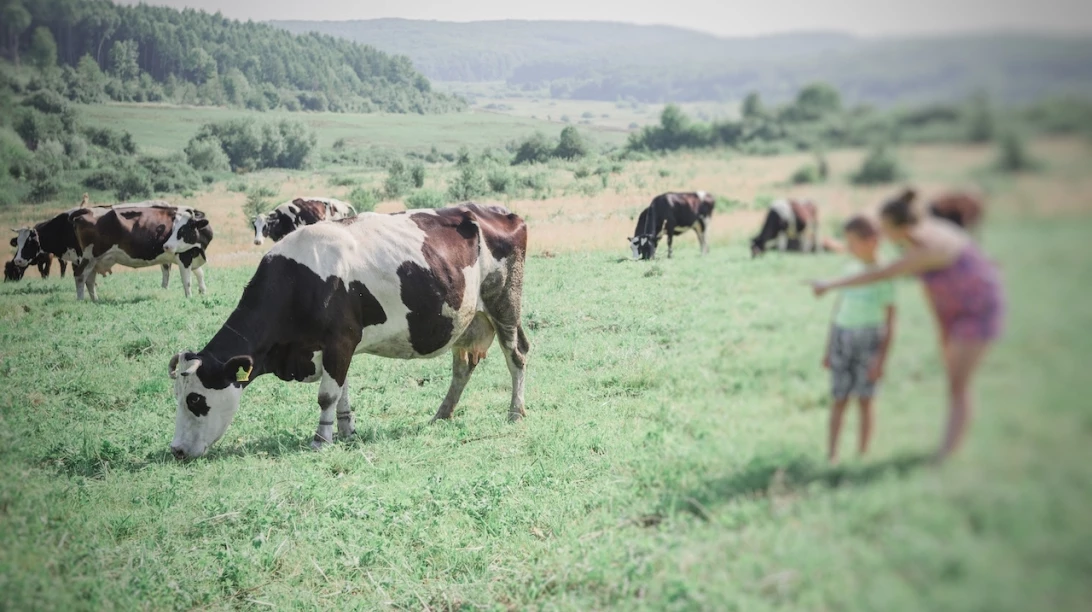 Production-laitiere-ukraine
