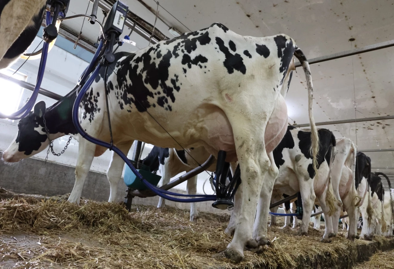 Une vache Holstein en train d'être traite