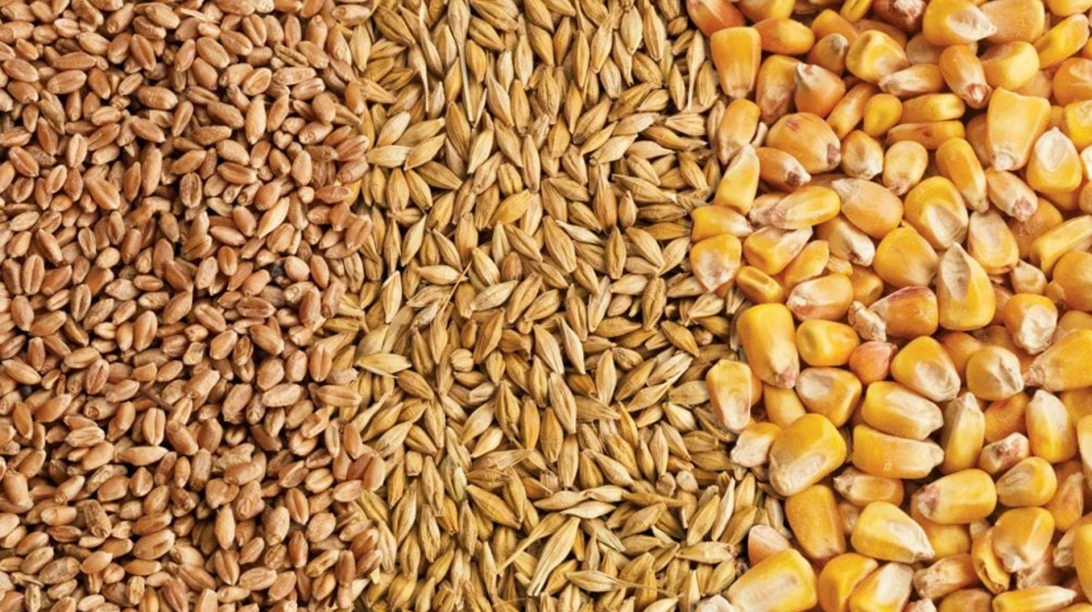 Vente de grains: orge, avoine et maïs