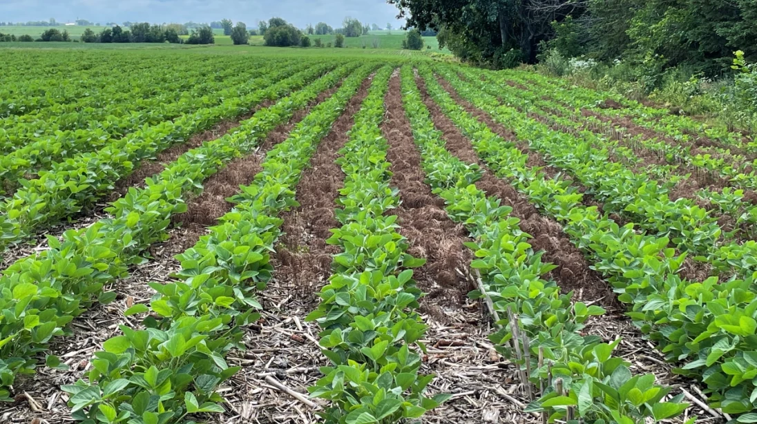 Du soya poussant entre des résidus de paillis de maïs.