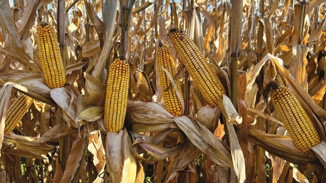 Maïs