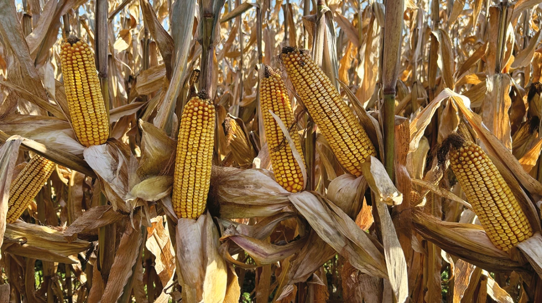 Maïs