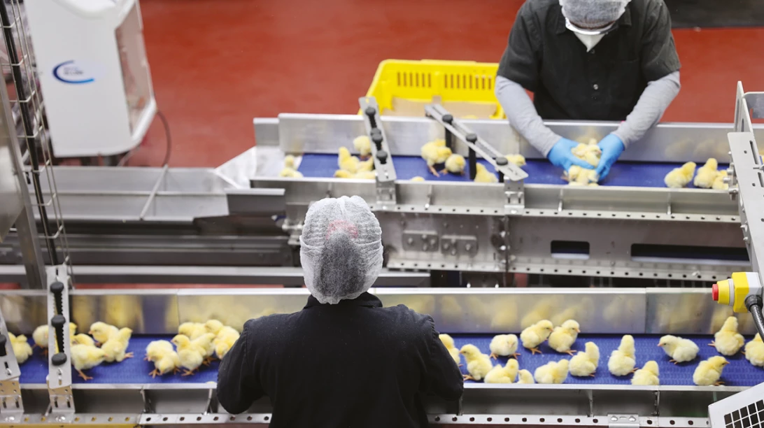 Poussins en processus de sexage