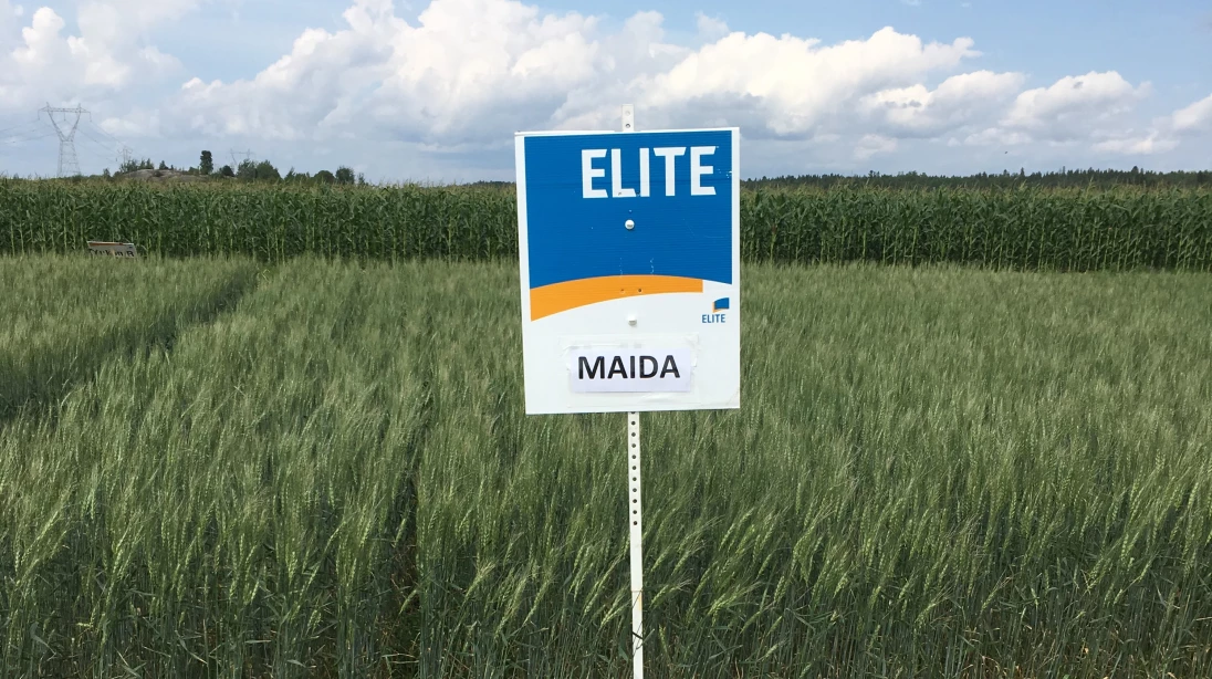 Blé Maida de Sollio Agriculture