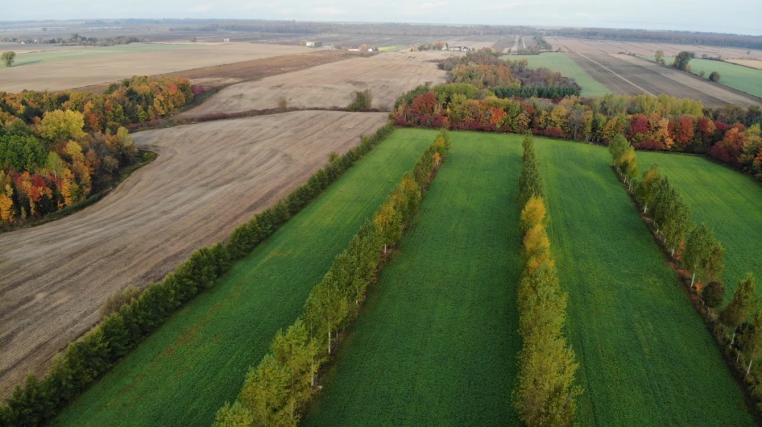Haies brise-vent d'agroforesterie
