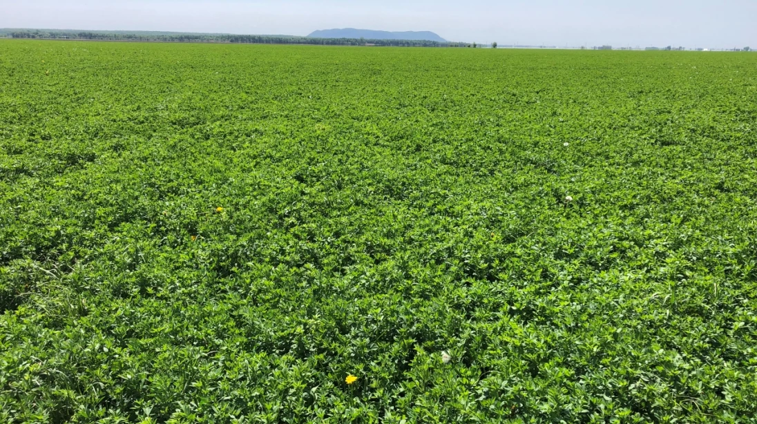 Un champ de plantes fourragères