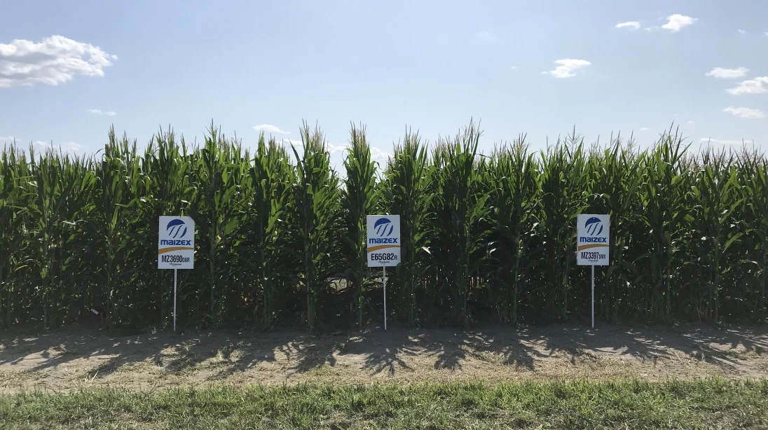 Du maïs en croissance