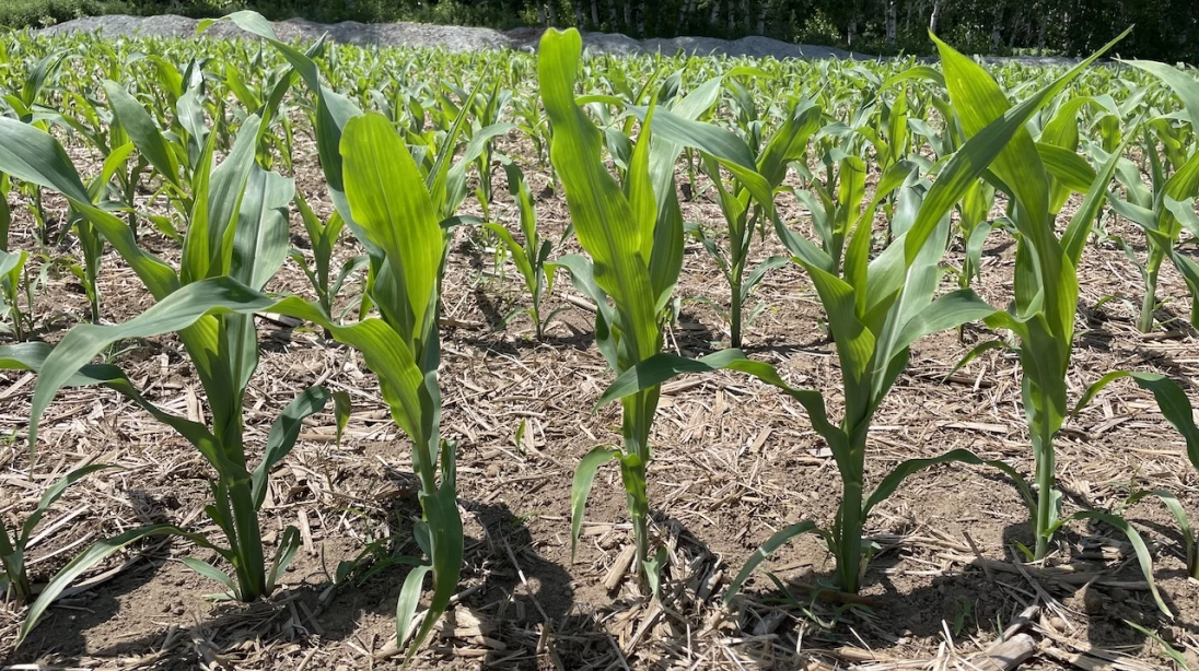 Pousses de maïs dans un champ ayant des résidus de cultures