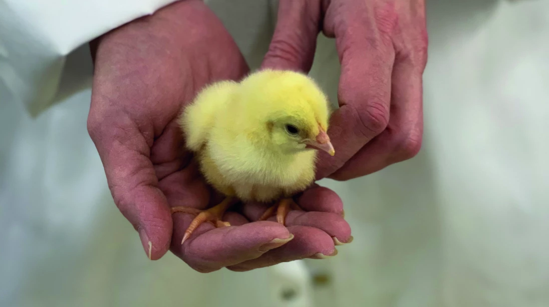Un poussin dans les mains d'une personne portant un sarrau.