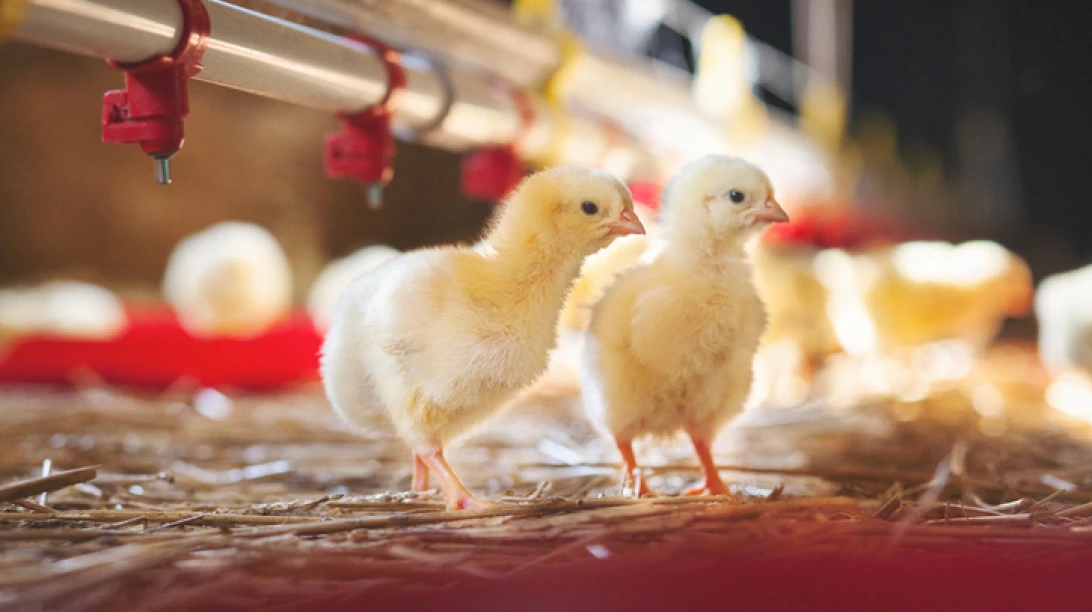 Deux poussins dans un poulailler industriel