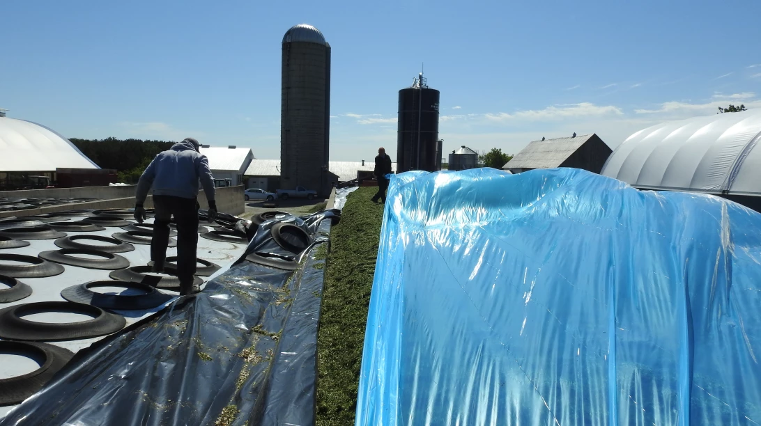 Un homme procède à la fermeture d'un silo couloir rempli d'ensilage