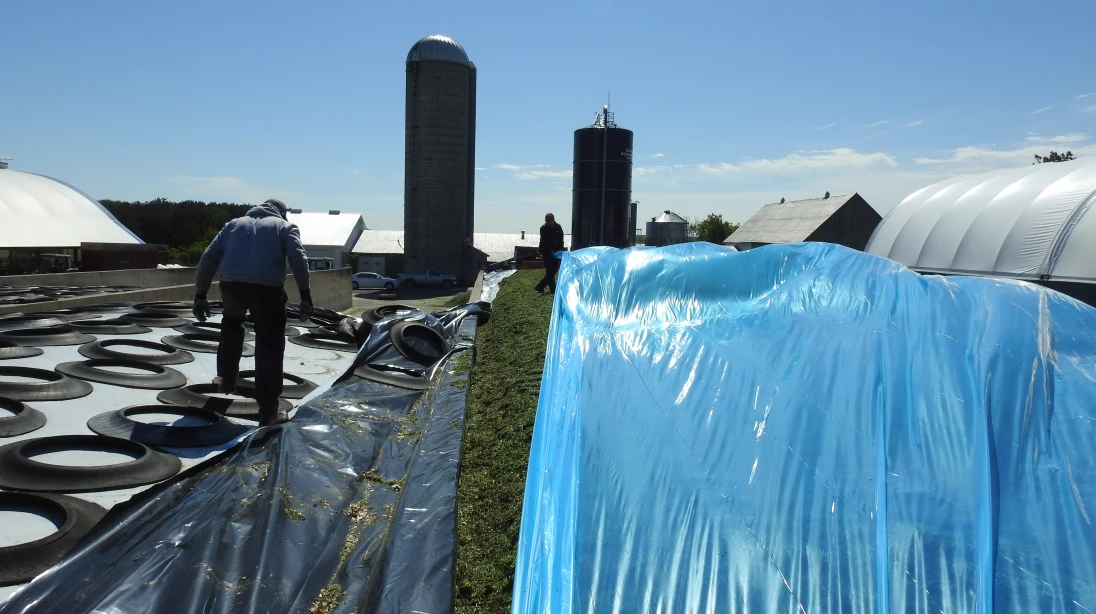 Un homme procède à la fermeture d'un silo couloir rempli d'ensilage