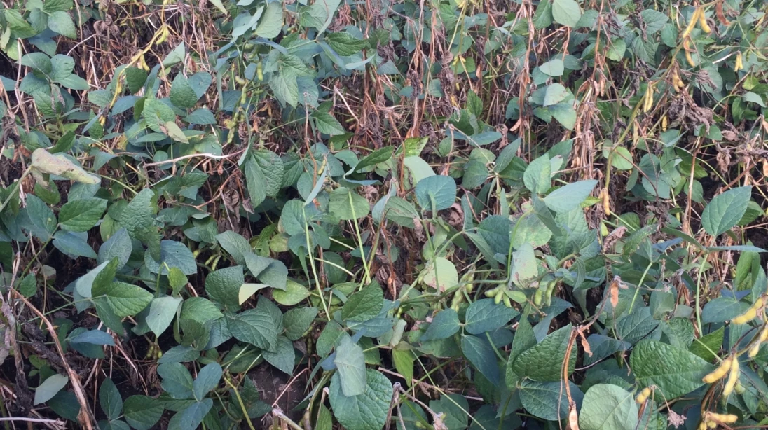 Sclérotinia dans le soya