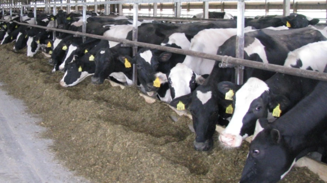 Des vaches consommant du fourrage dans une allée d'alimentation