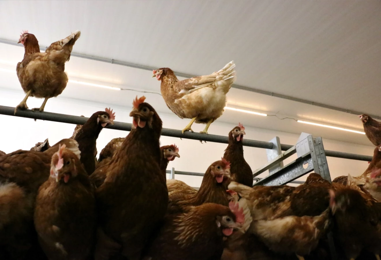 Poules