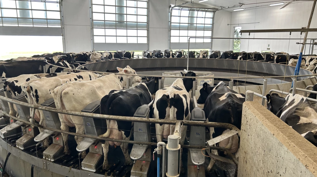 Vaches dans un caroussel en Saskatchewan