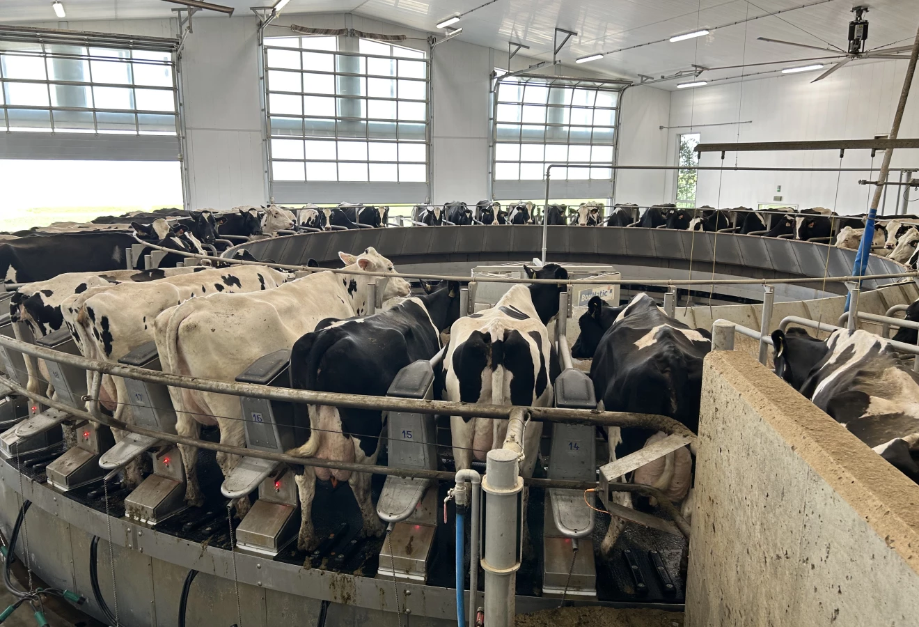 Vaches dans un caroussel en Saskatchewan