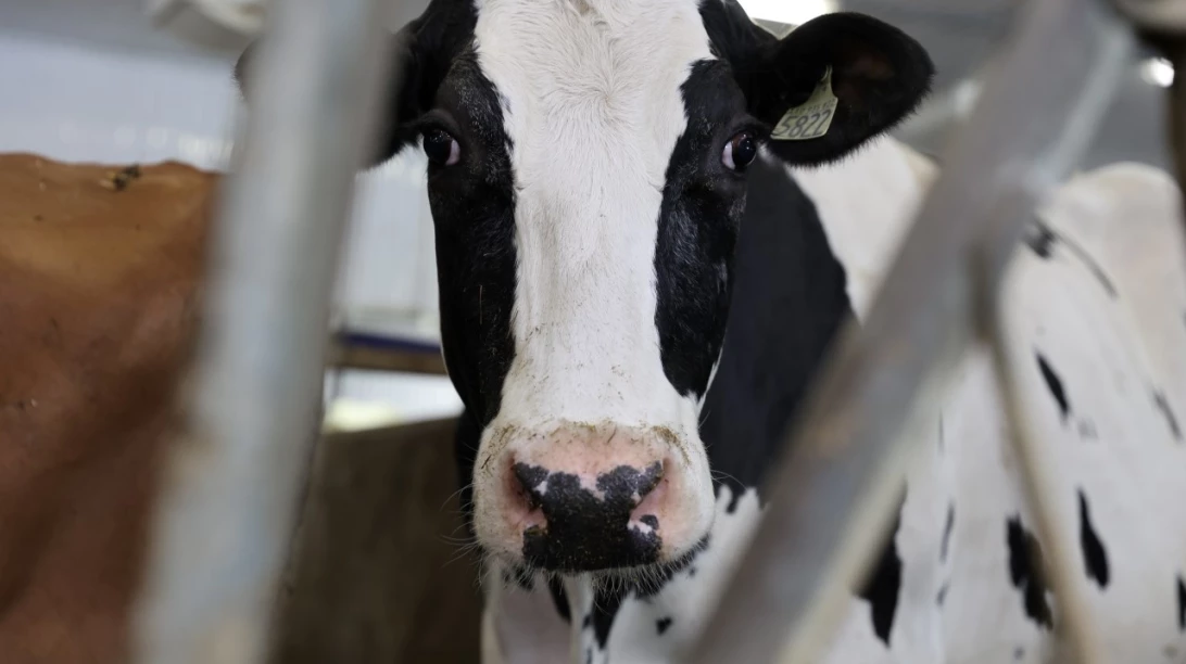 Vache Holstein