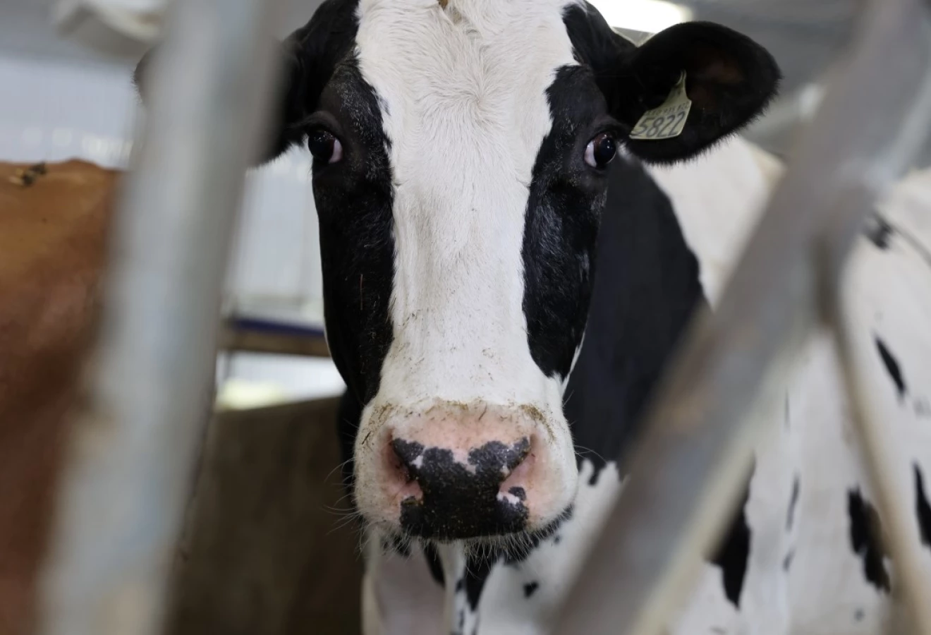 Vache Holstein