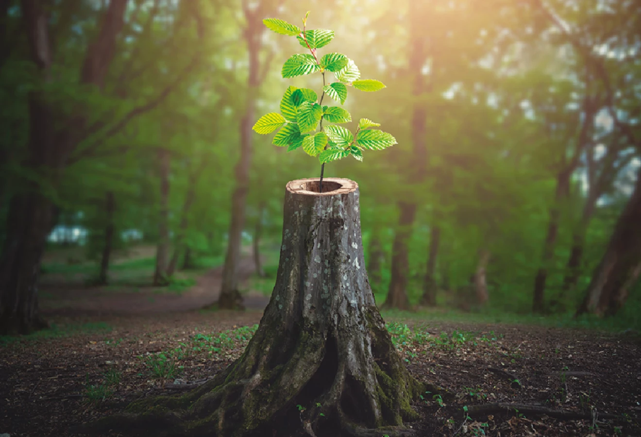 Arbre poussant dans un tronc