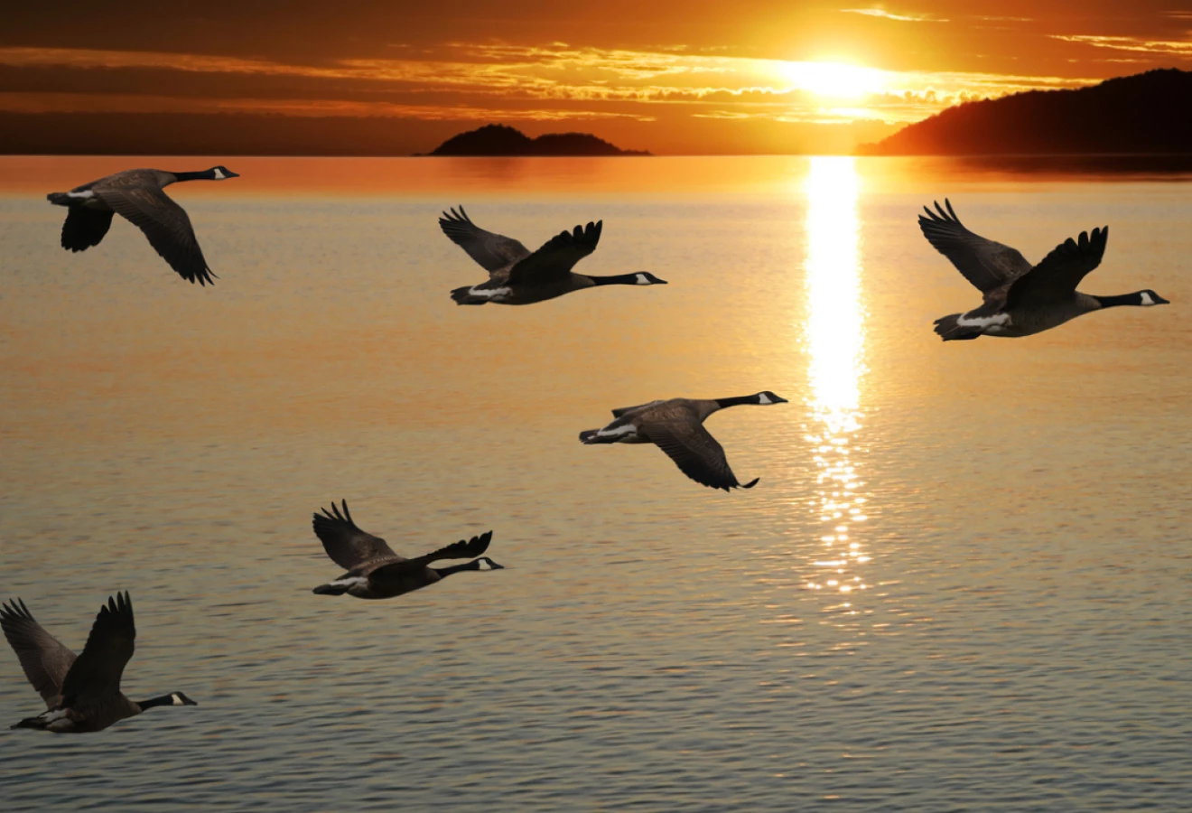 Oiseaux migrateurs